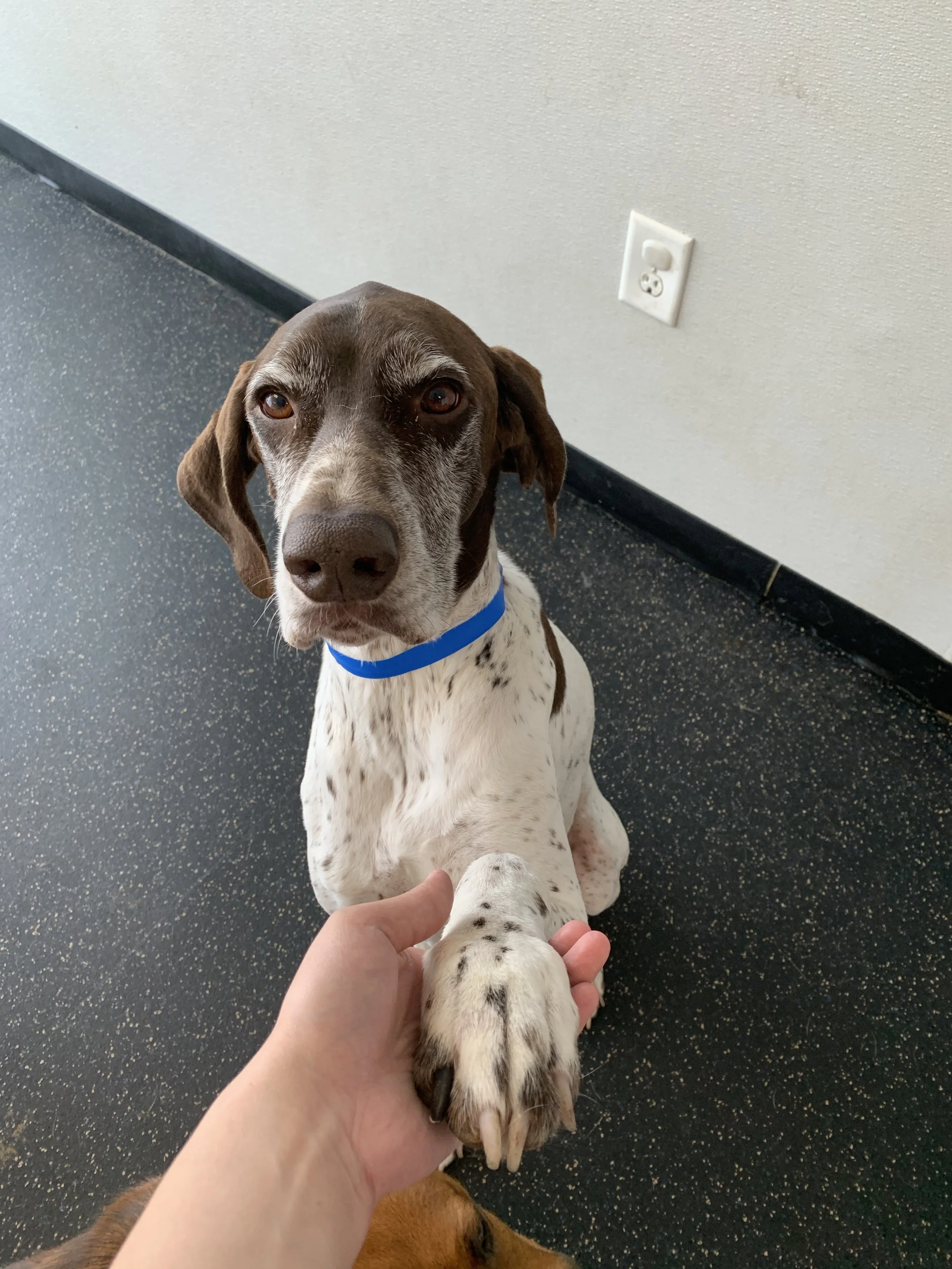 Xylose Ranch Elite Paws