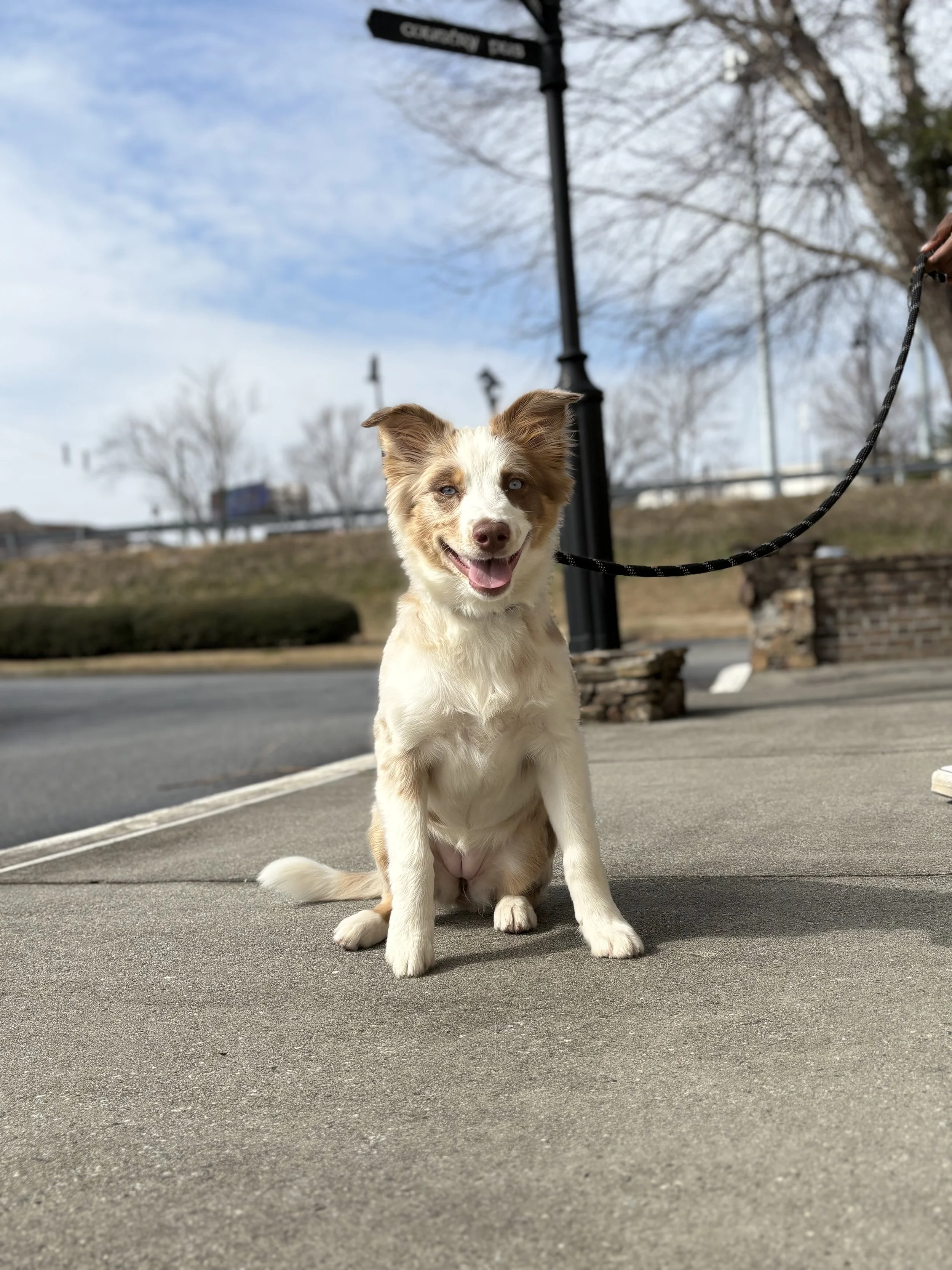 Little Paws Academy