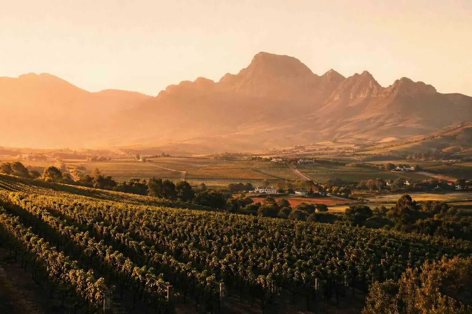 Vineyard with lush green grapevines in foreground and mountains in the background during sunset.