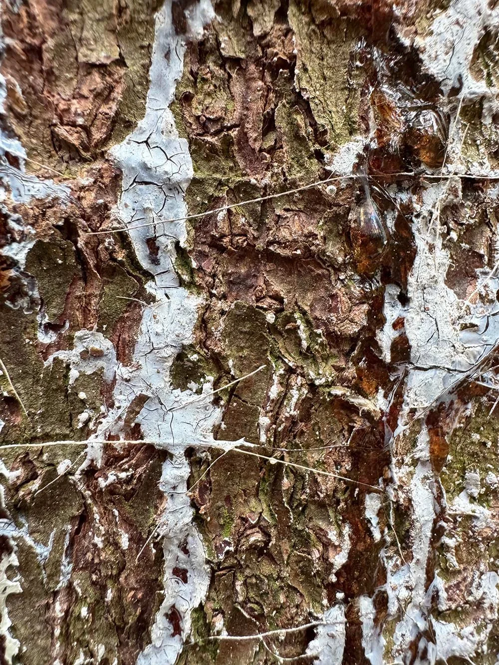 Baumharz_Patina2_Bluemle.jpg