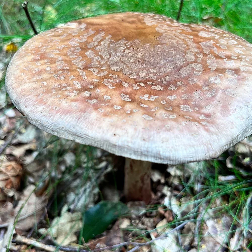 Pilz_Inspiration_Bluemle.jpg