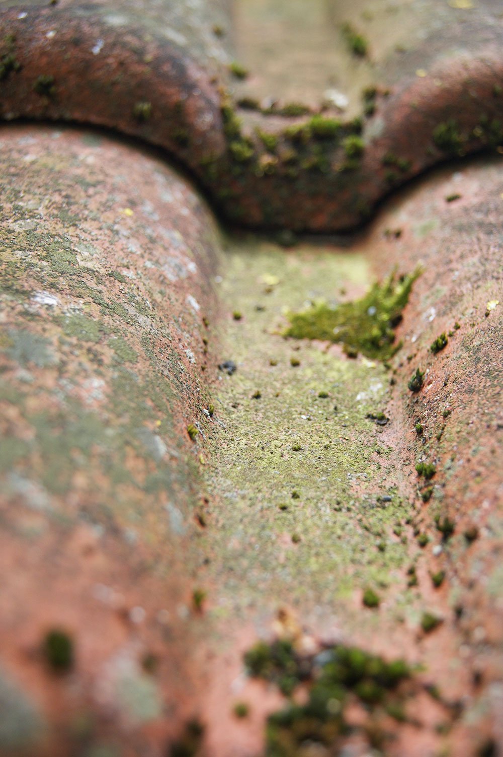 Ziegel_Patina5_Bluemle.jpg