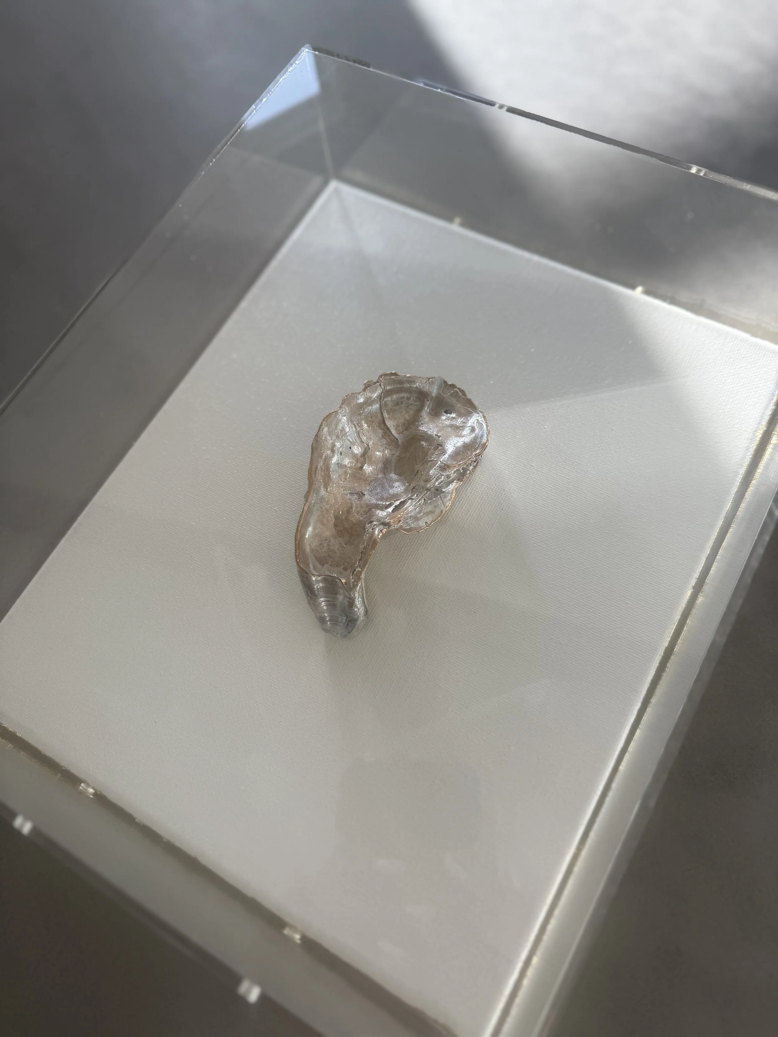 8 x 10" Oyster Shell Shadow Box - sold