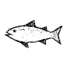 A black and white drawing of a fish on a black background.
