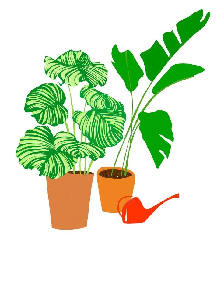 plant illustration by Joanne Zonderland.jpg