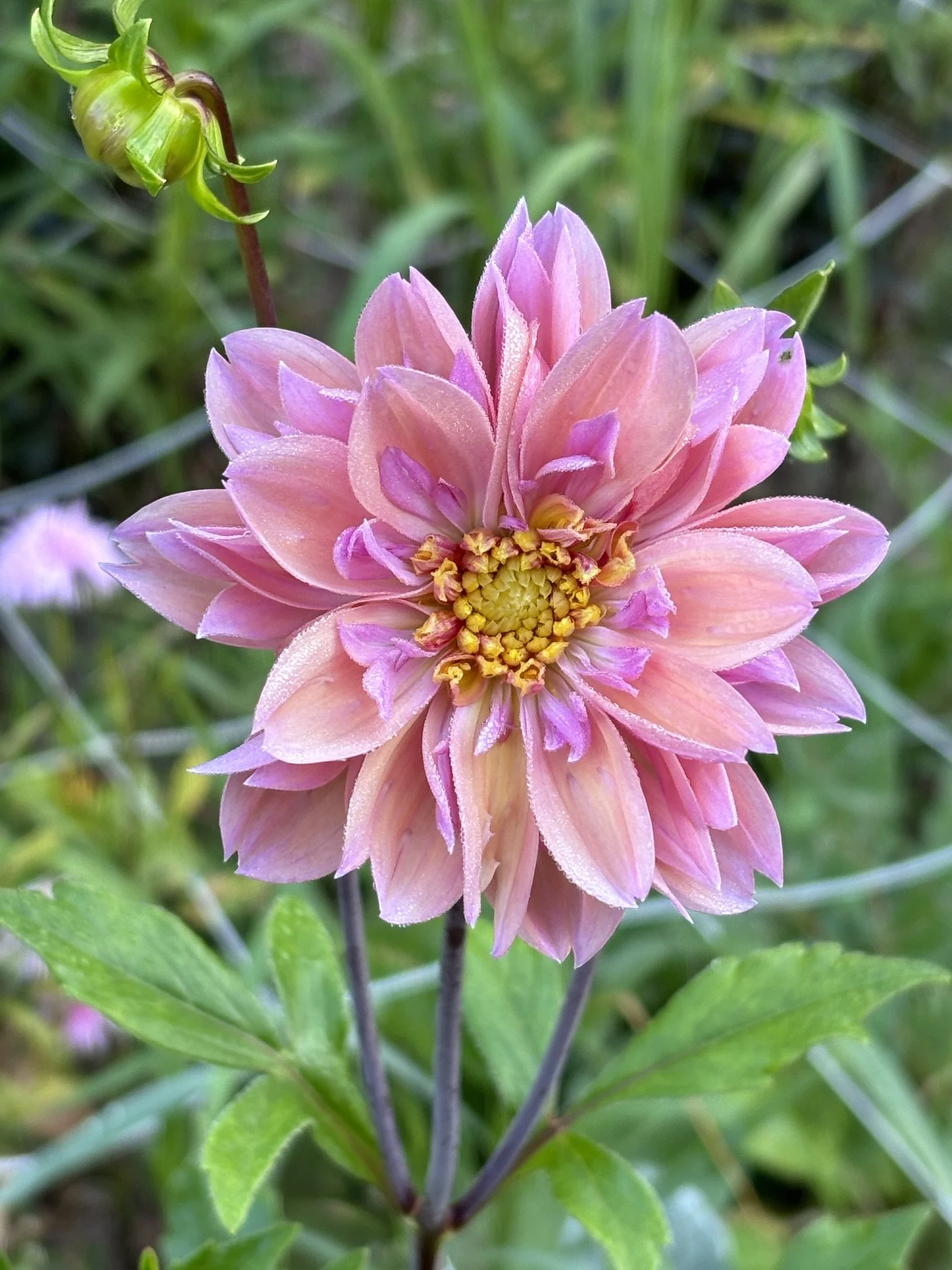 Dahlia 'Summer Fireworks' COLOR