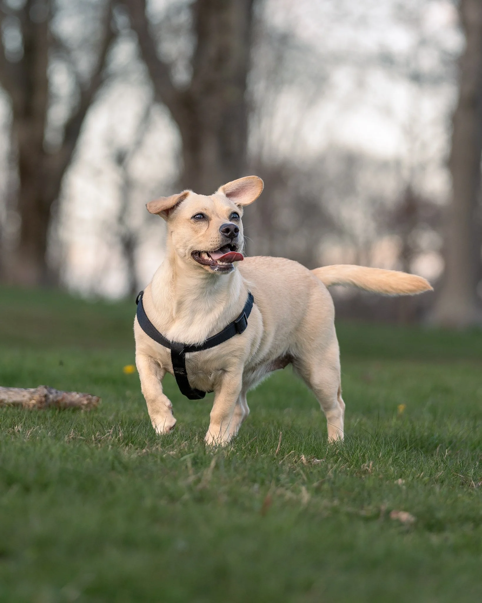dogT_07.jpg