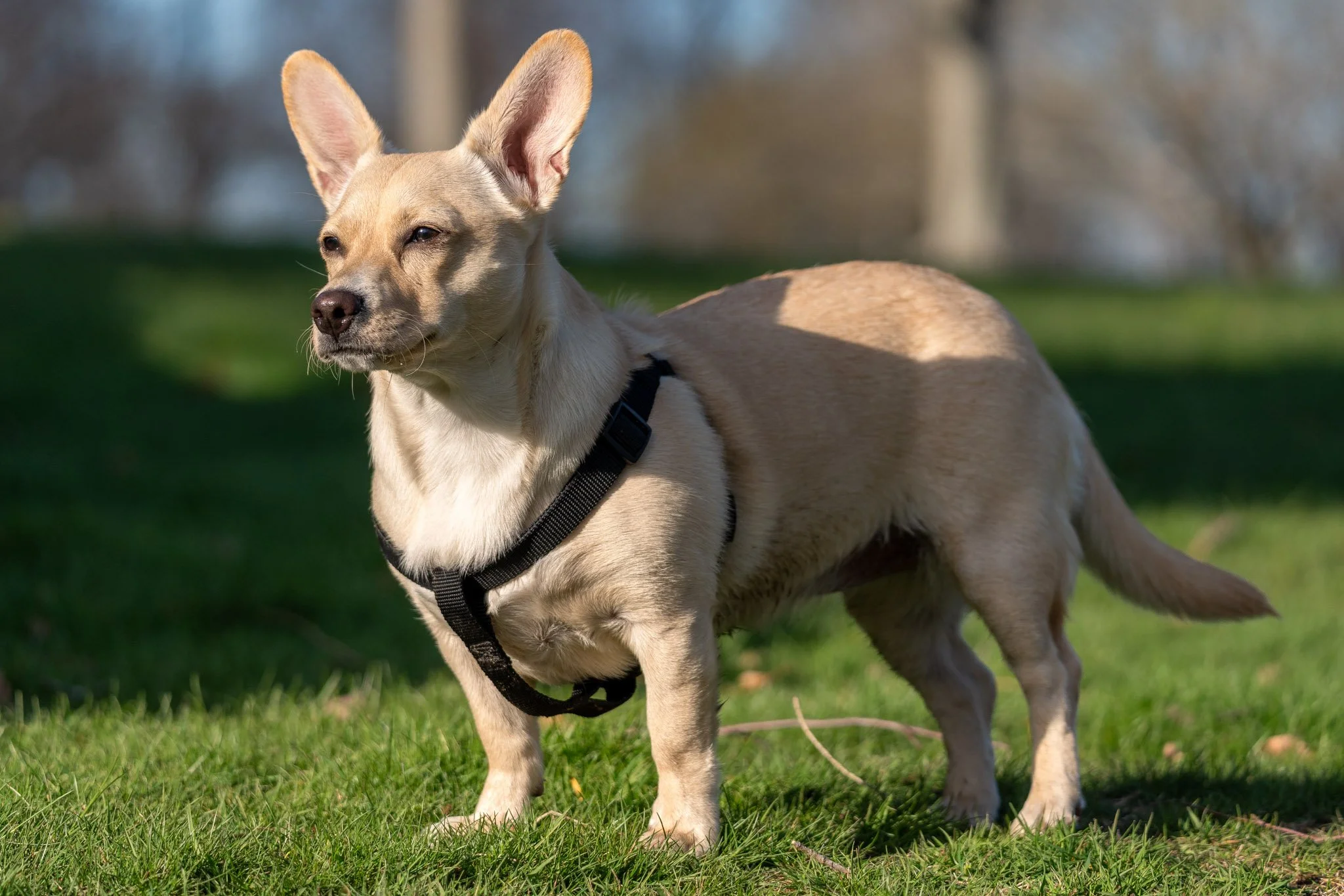 dogT_01.jpg