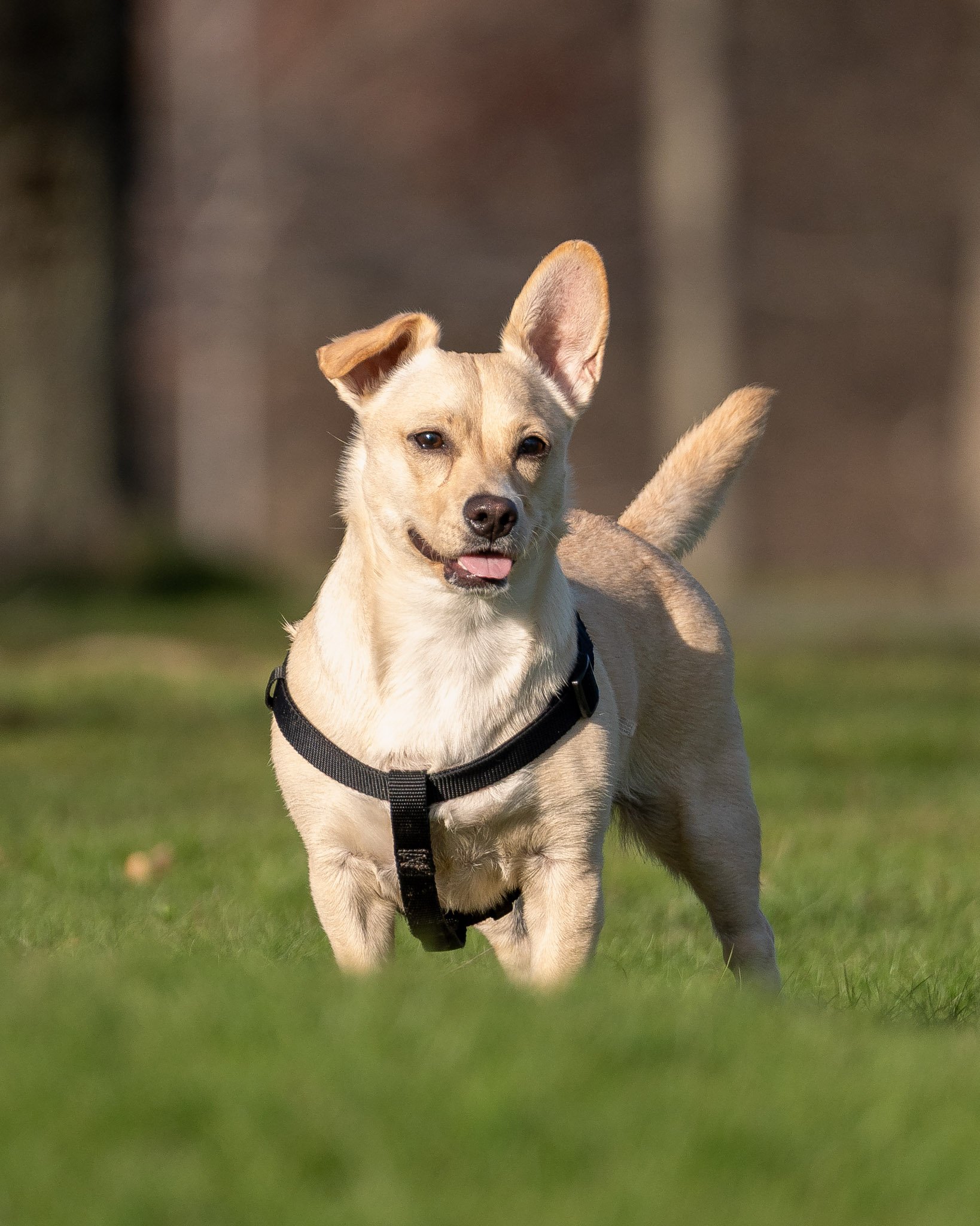 dogT_03.jpg