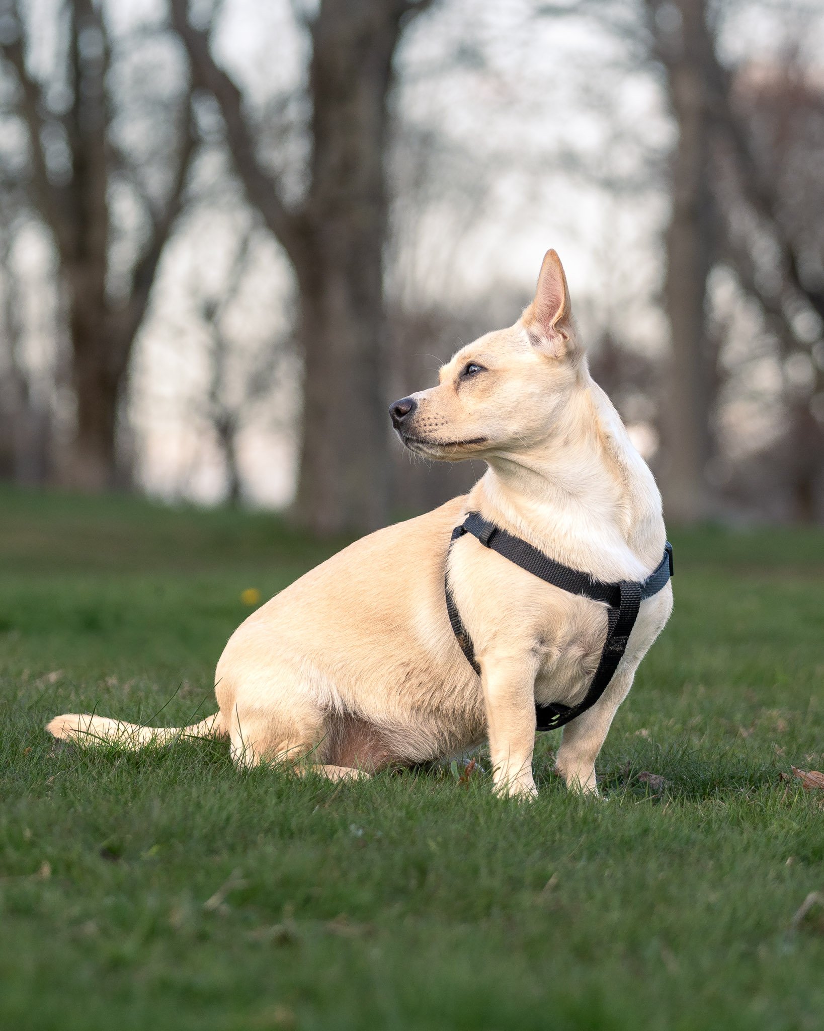 dogT_09.jpg