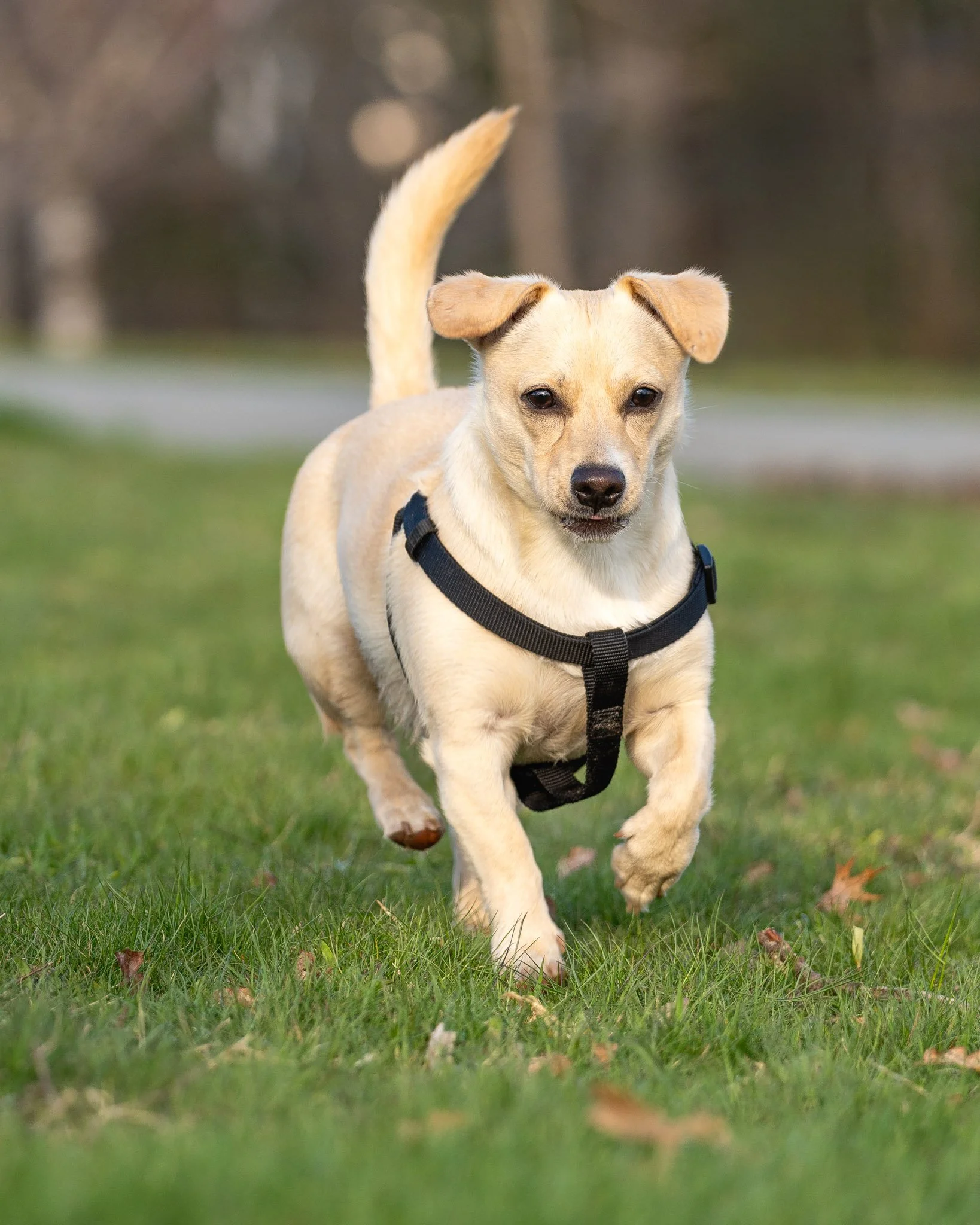dogT_05.jpg