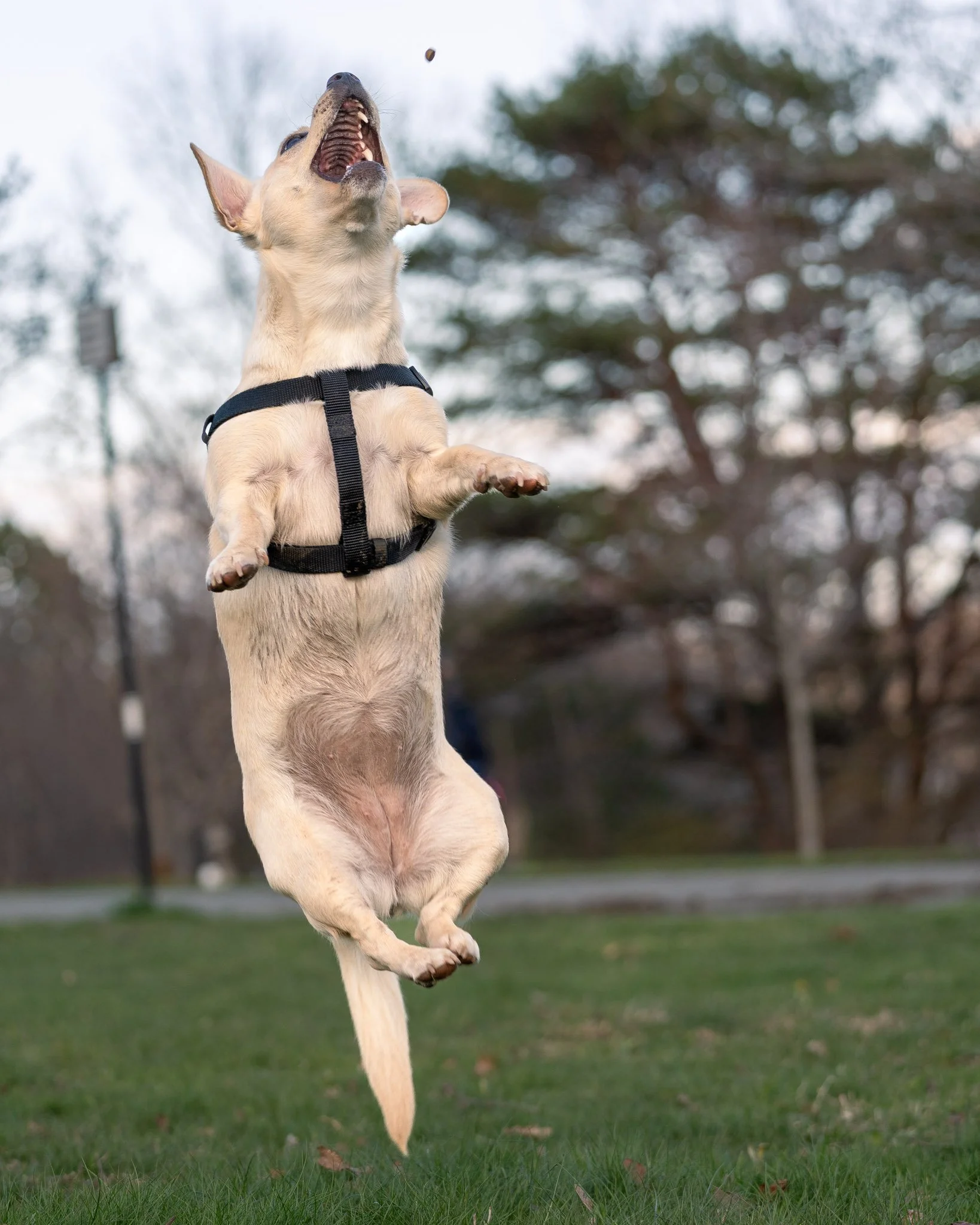 dogT_06.jpg