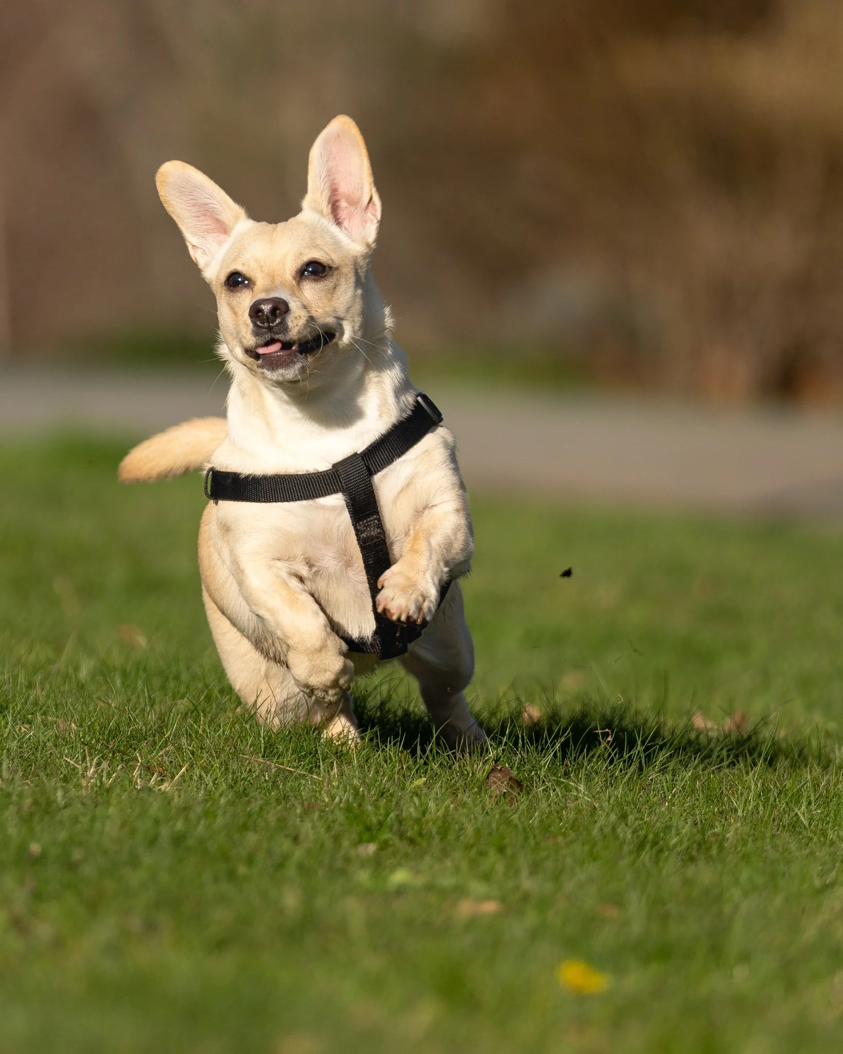 dogT_04.jpg