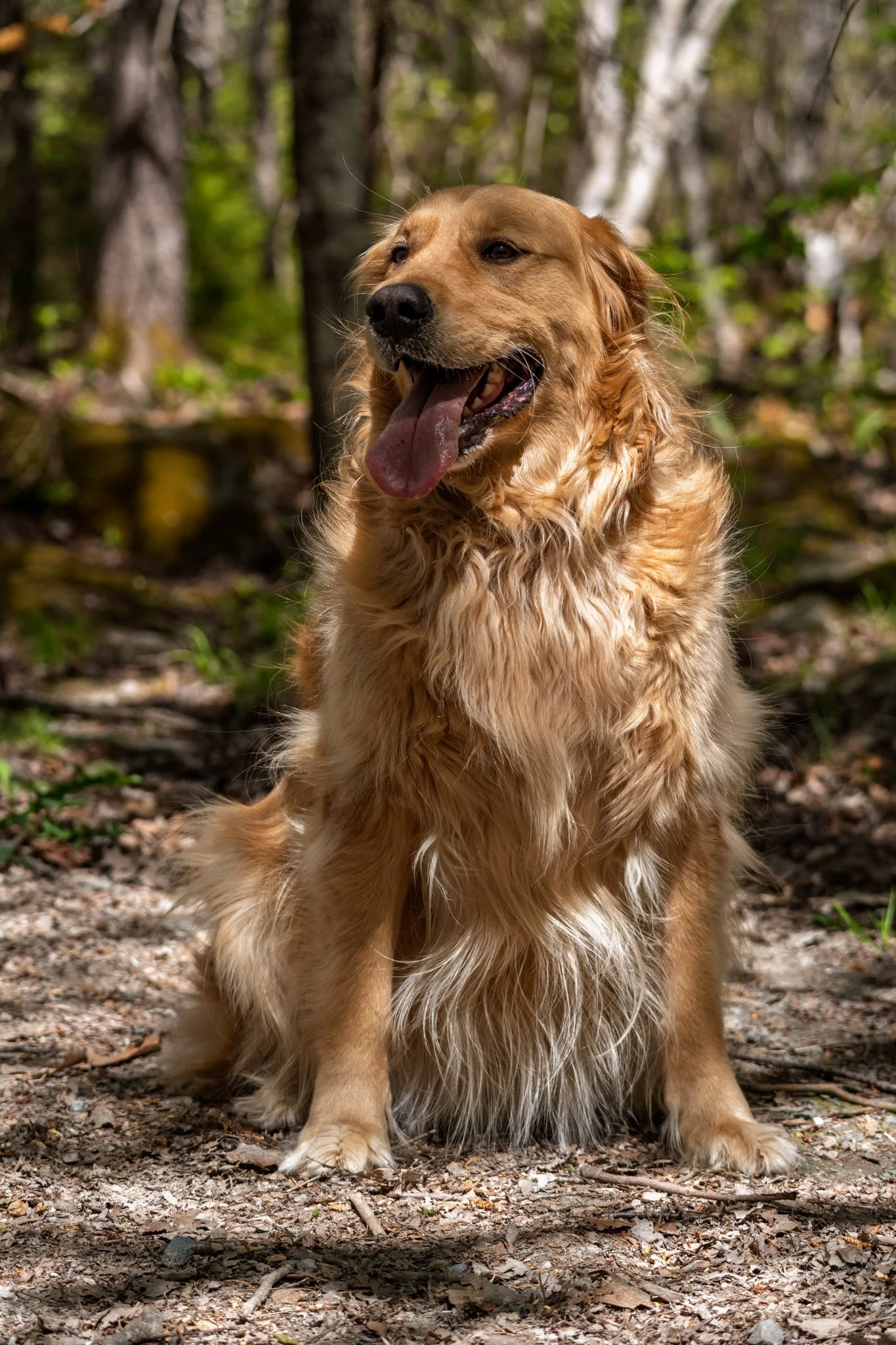 Winston_Rosie_01.jpg