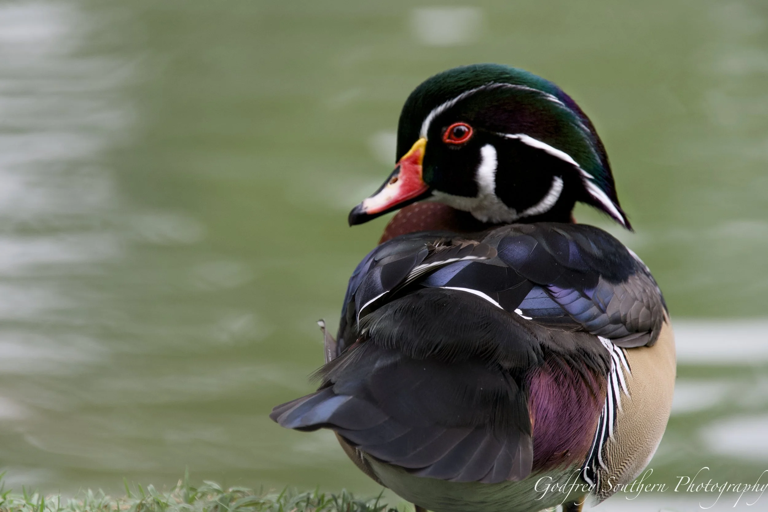 Wood Duck.jpg