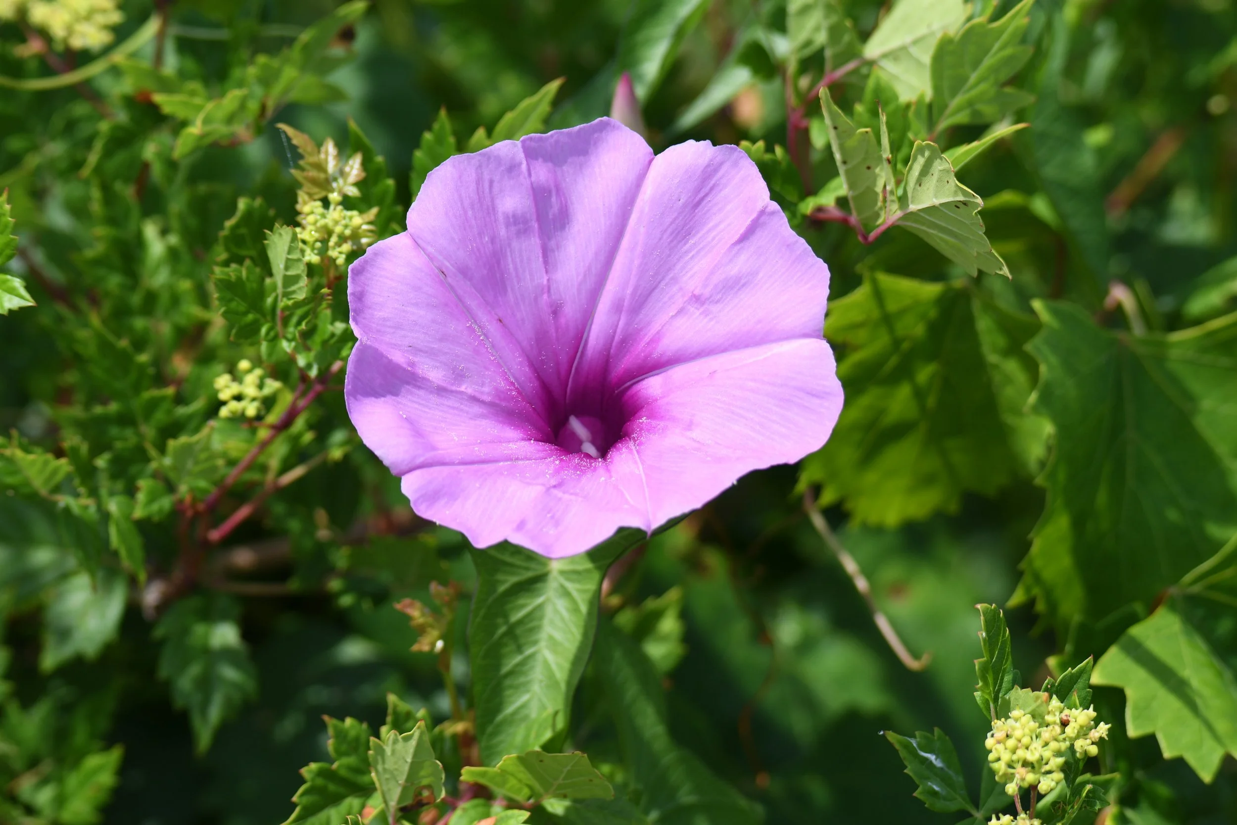 DSC_0429.JPG