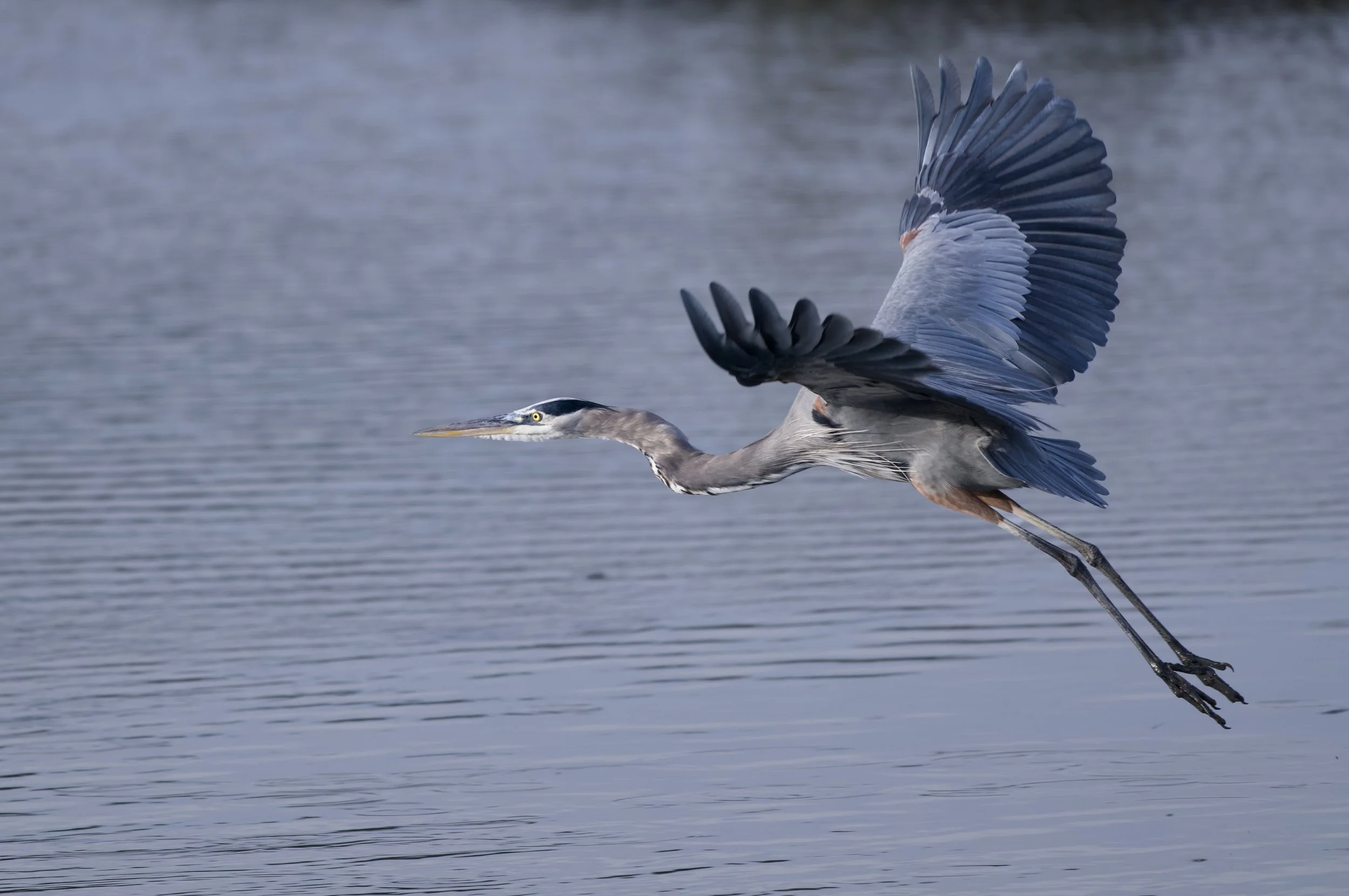 Heron in Flight.jpg