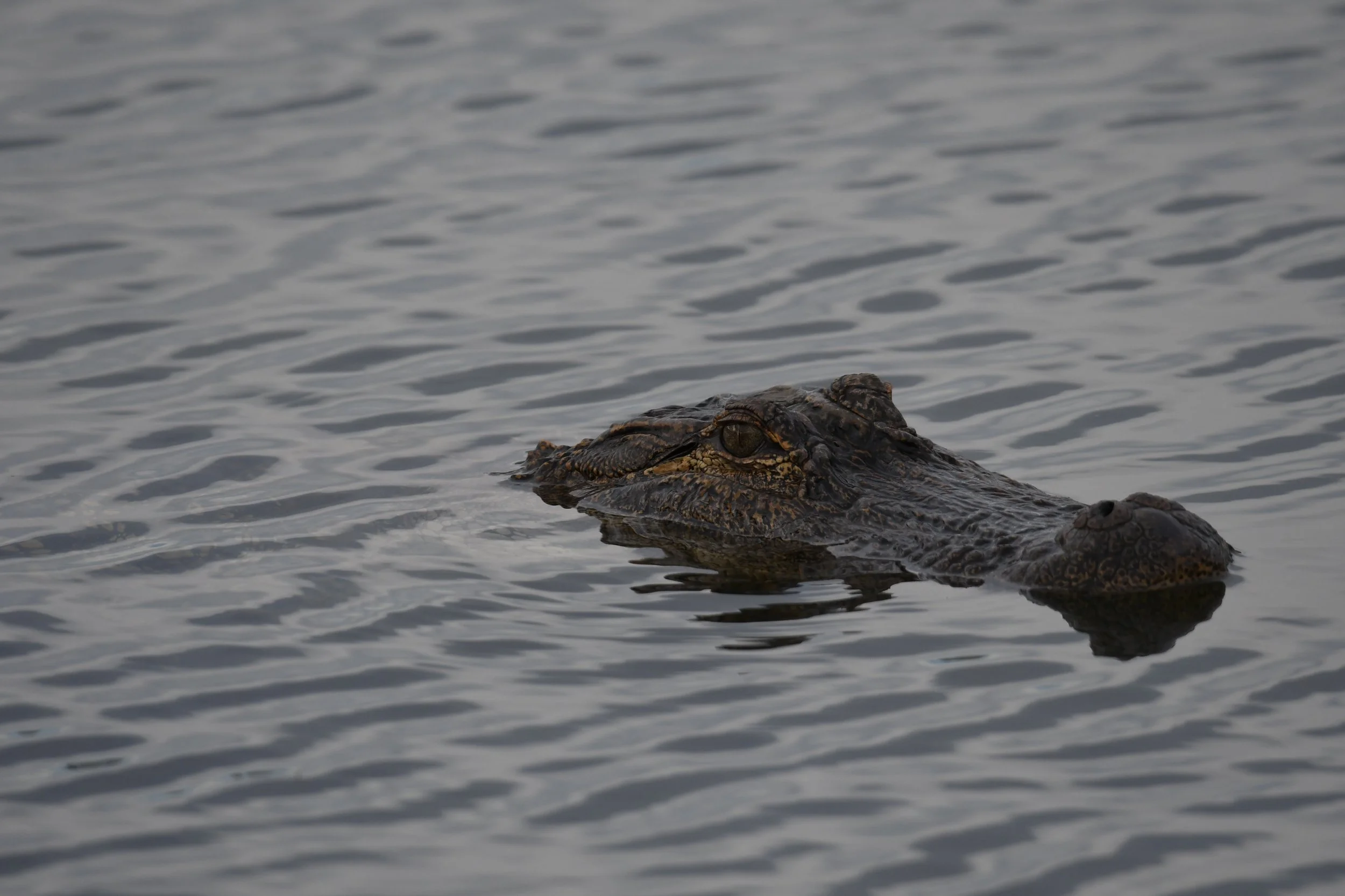Backyard_Gator.JPG