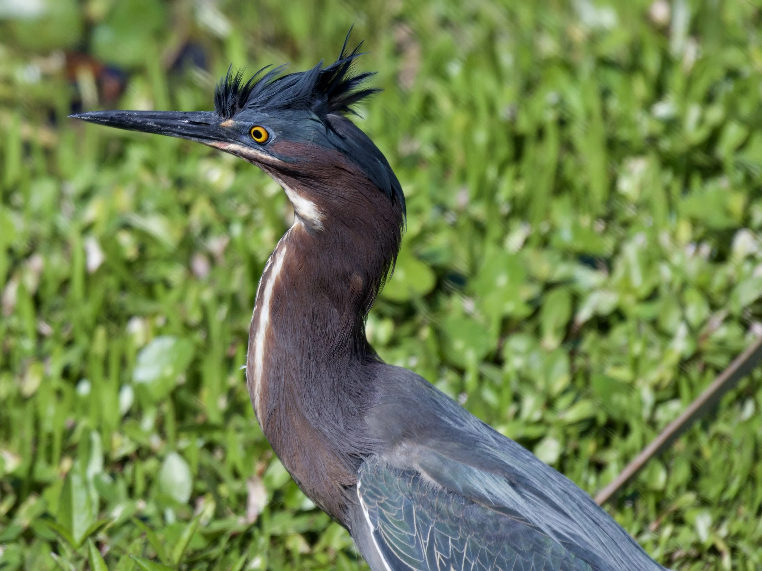 Little Tri Color Heron.jpg
