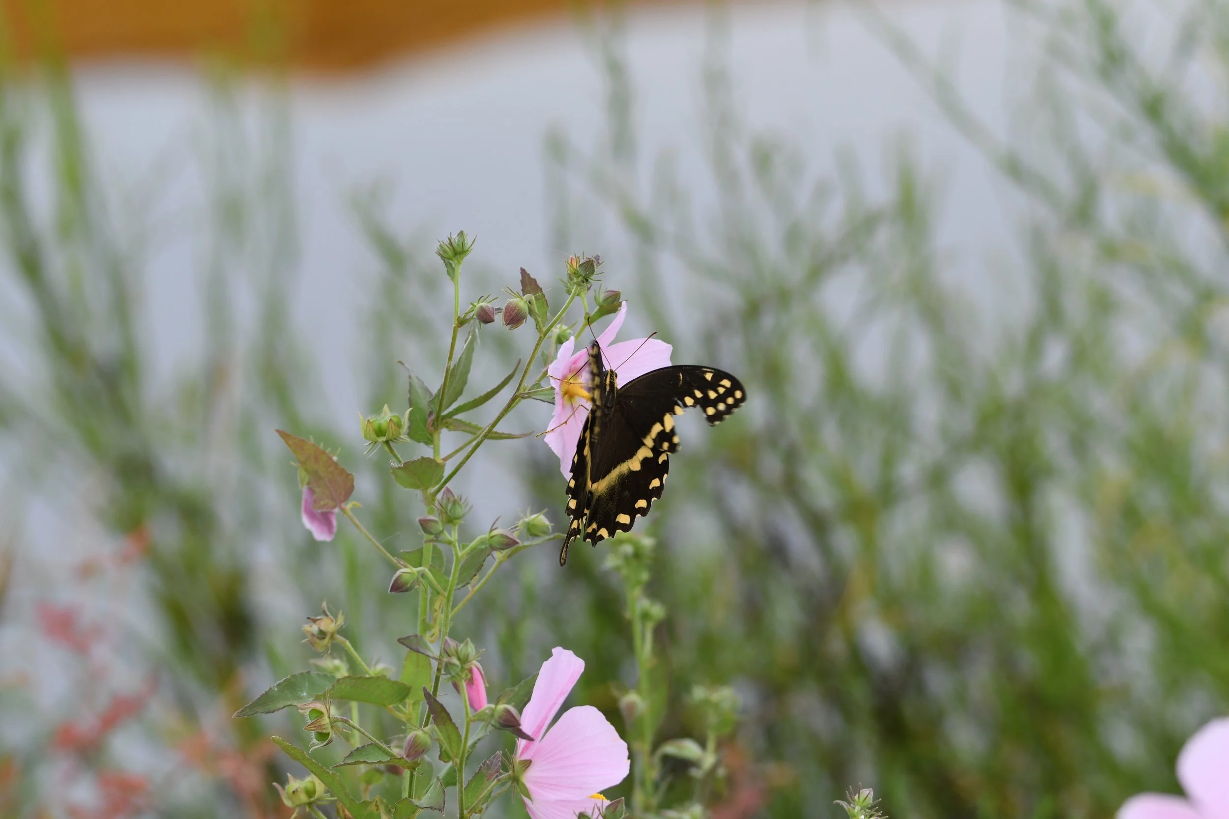 DSC_0822.JPG