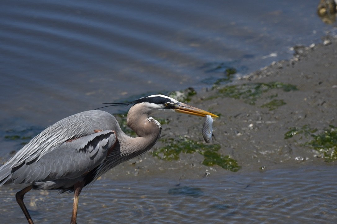 Blue Heron with Fish.jpeg