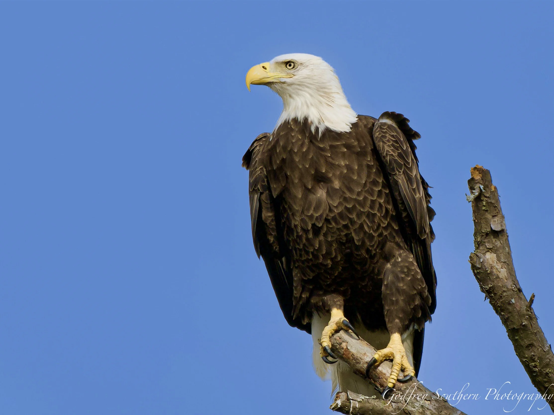Bald Eagle.jpg