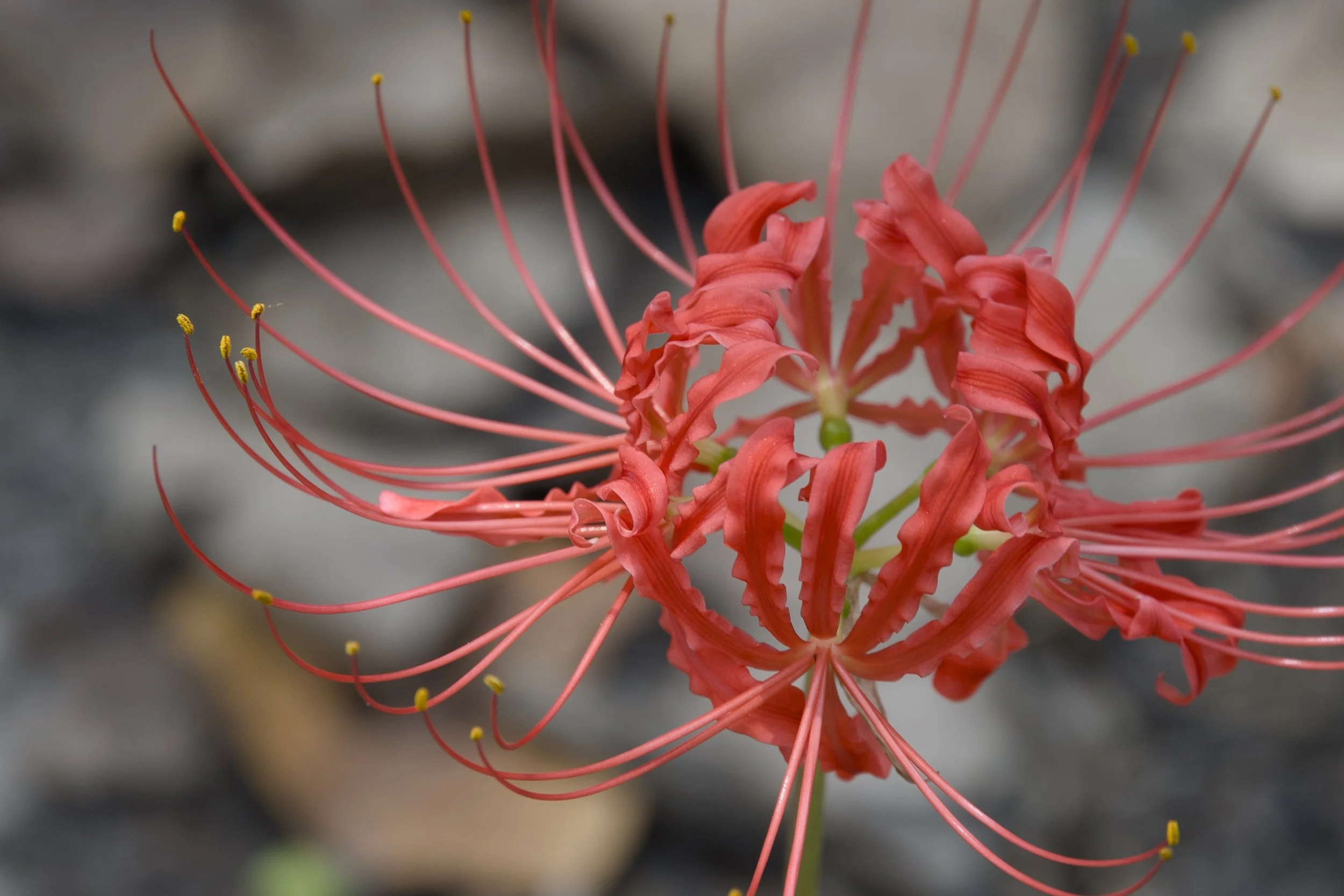 Spider_Lilly.jpg
