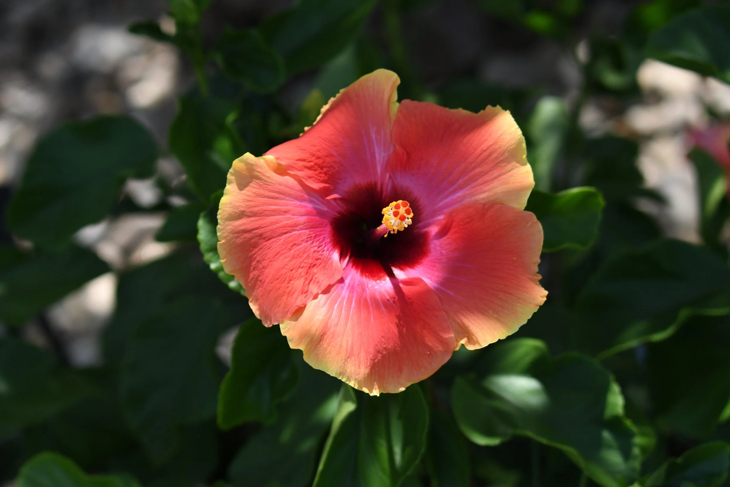 Hibiscus.JPG