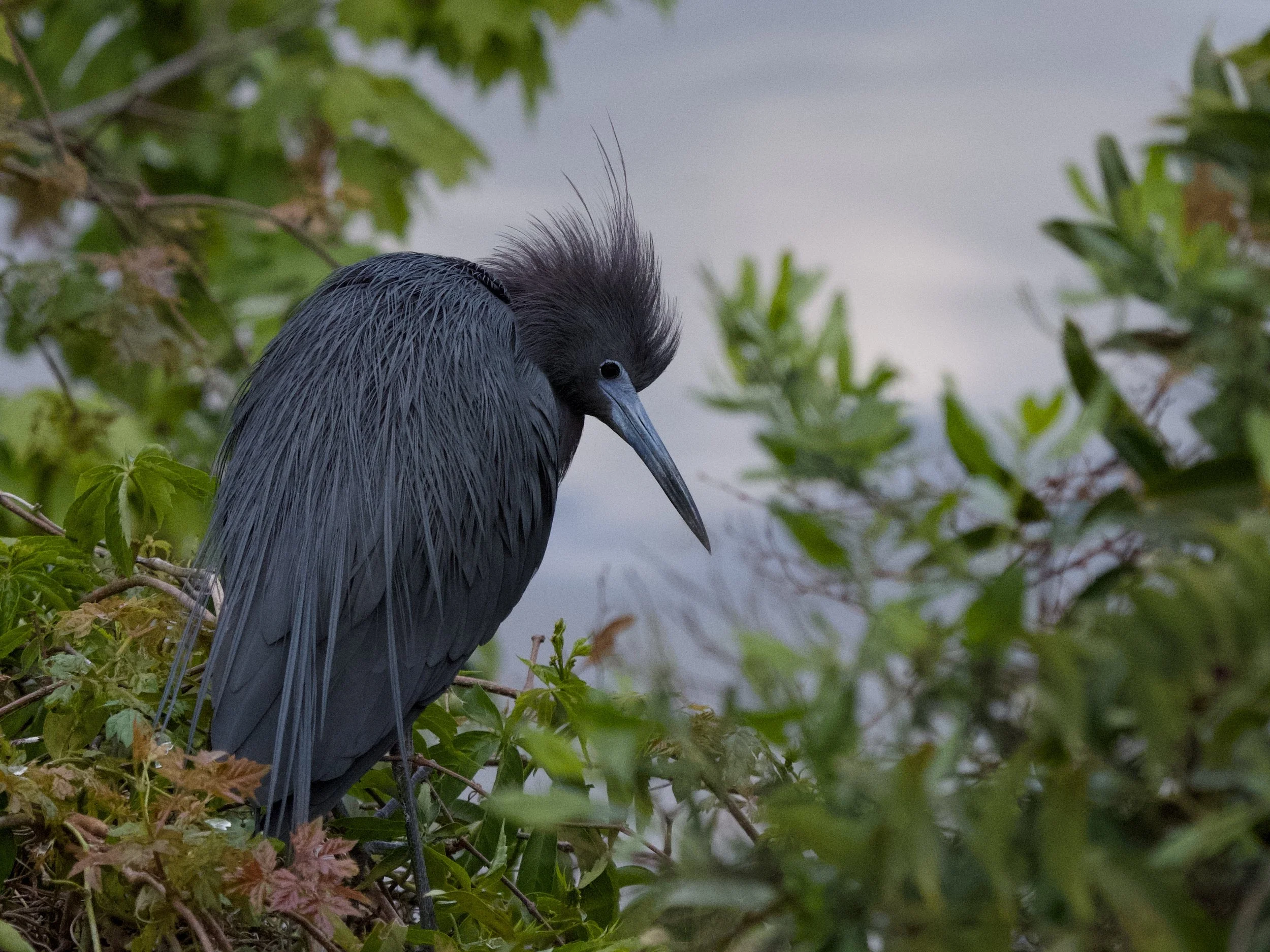 Little Blue Heron.jpg