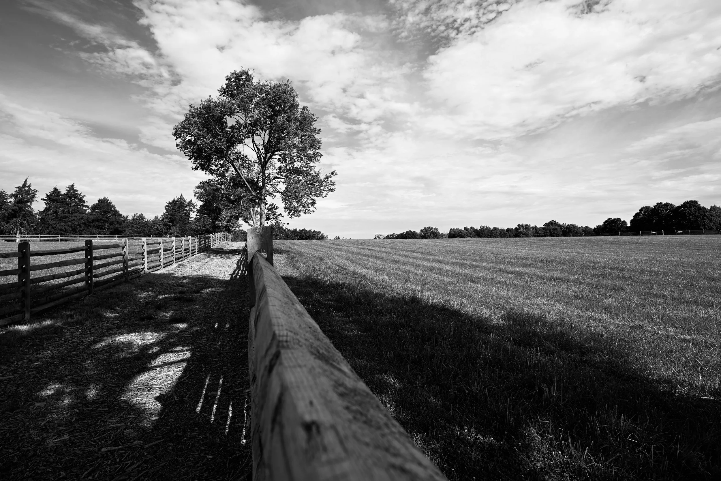 Fence Field Tree.jpeg