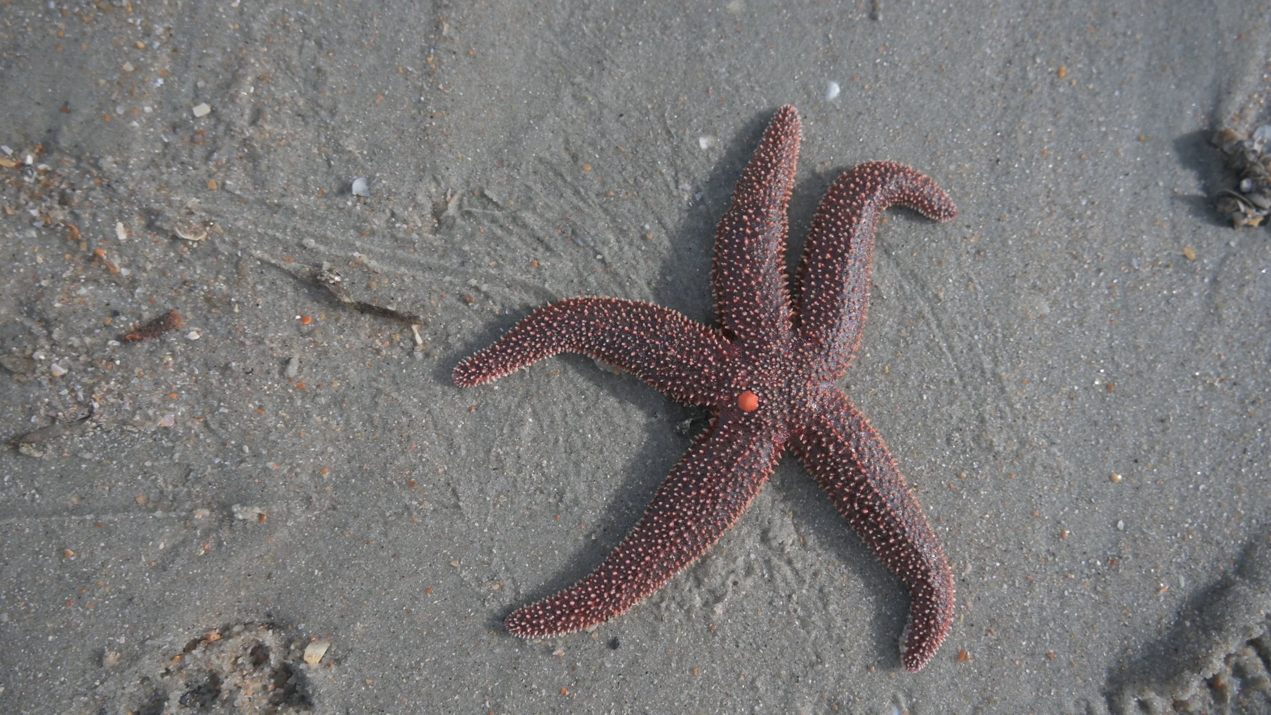StarFish.JPG