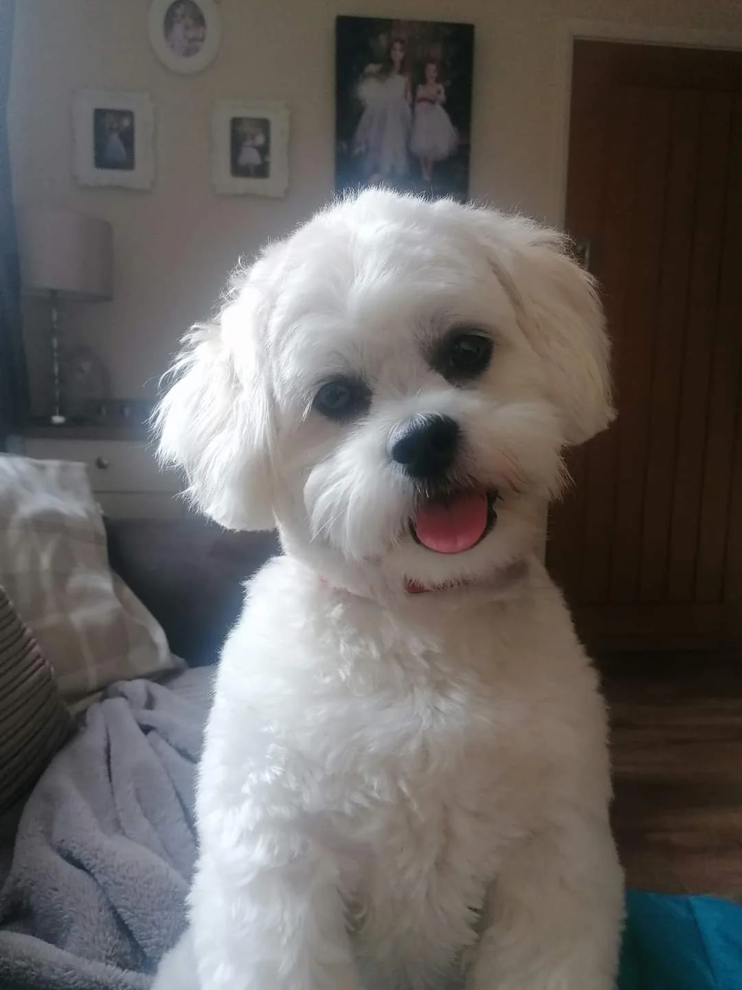 Cute white puppy with floppy ears and a pink tongue, sitting indoors near a bed and framed photos on the wall.