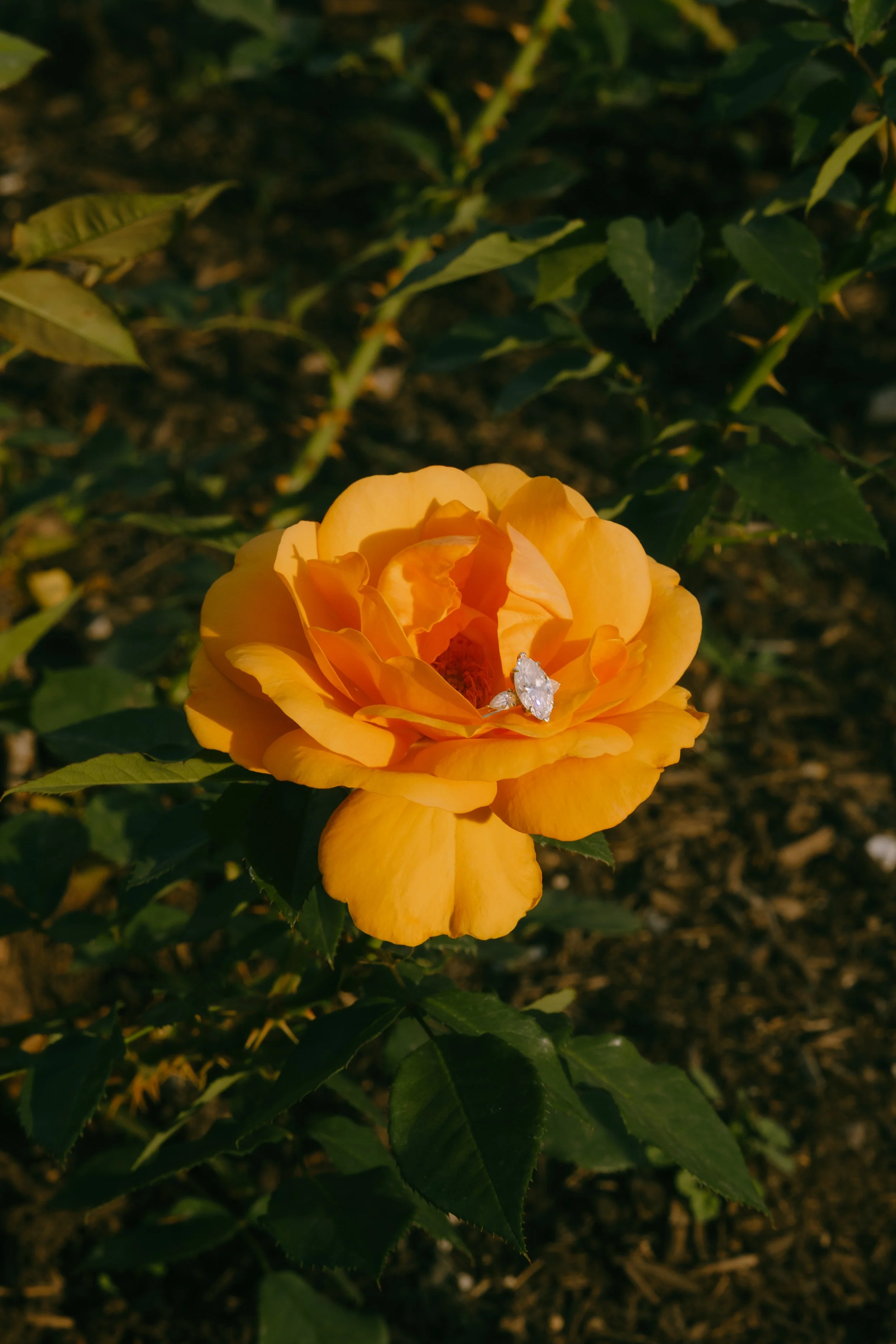 A yellow rose in full bloom with a diamond ring resting on it, surrounded by green leaves.