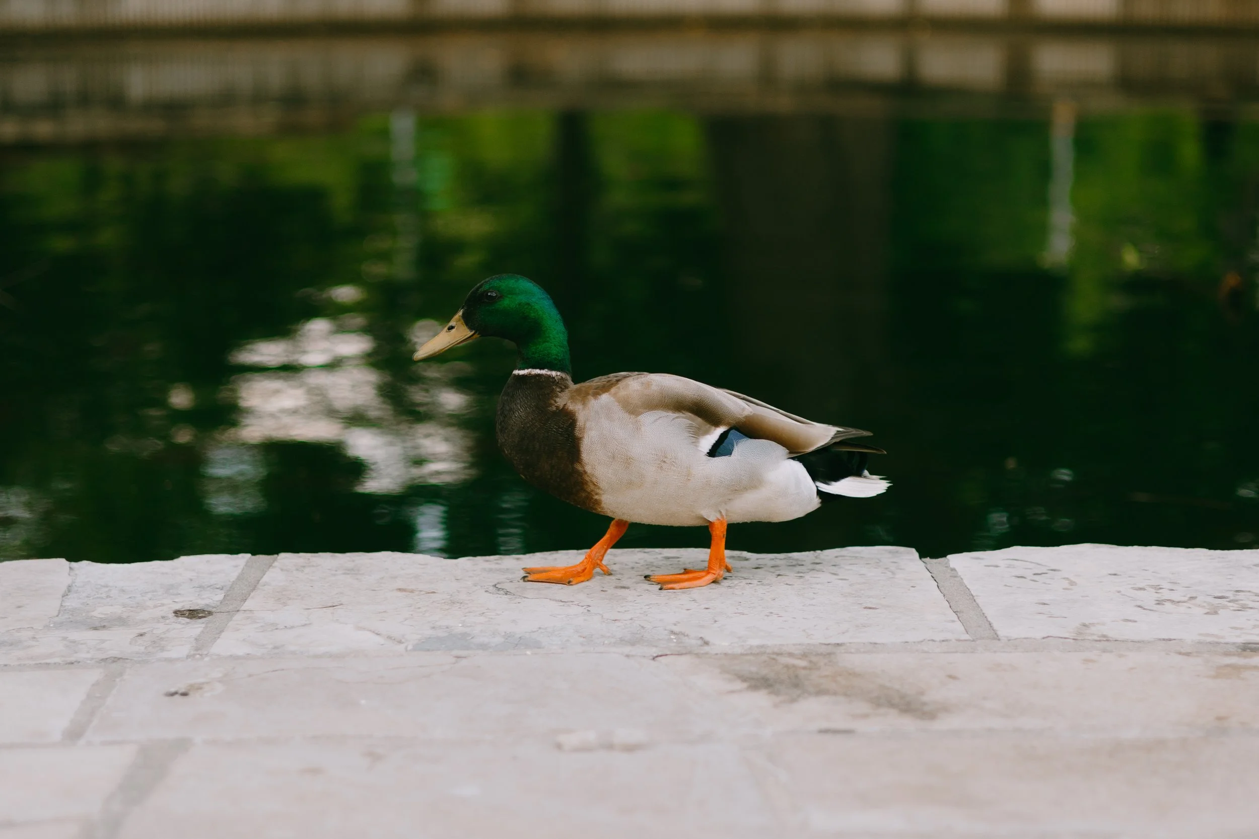 A mallard duck with a green head, brown chest, gray body, orange feet, and an off-white beak walking on a tiled surface near a body of water.