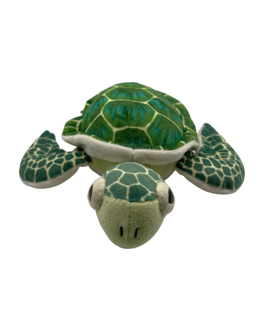 turtlefront.webp