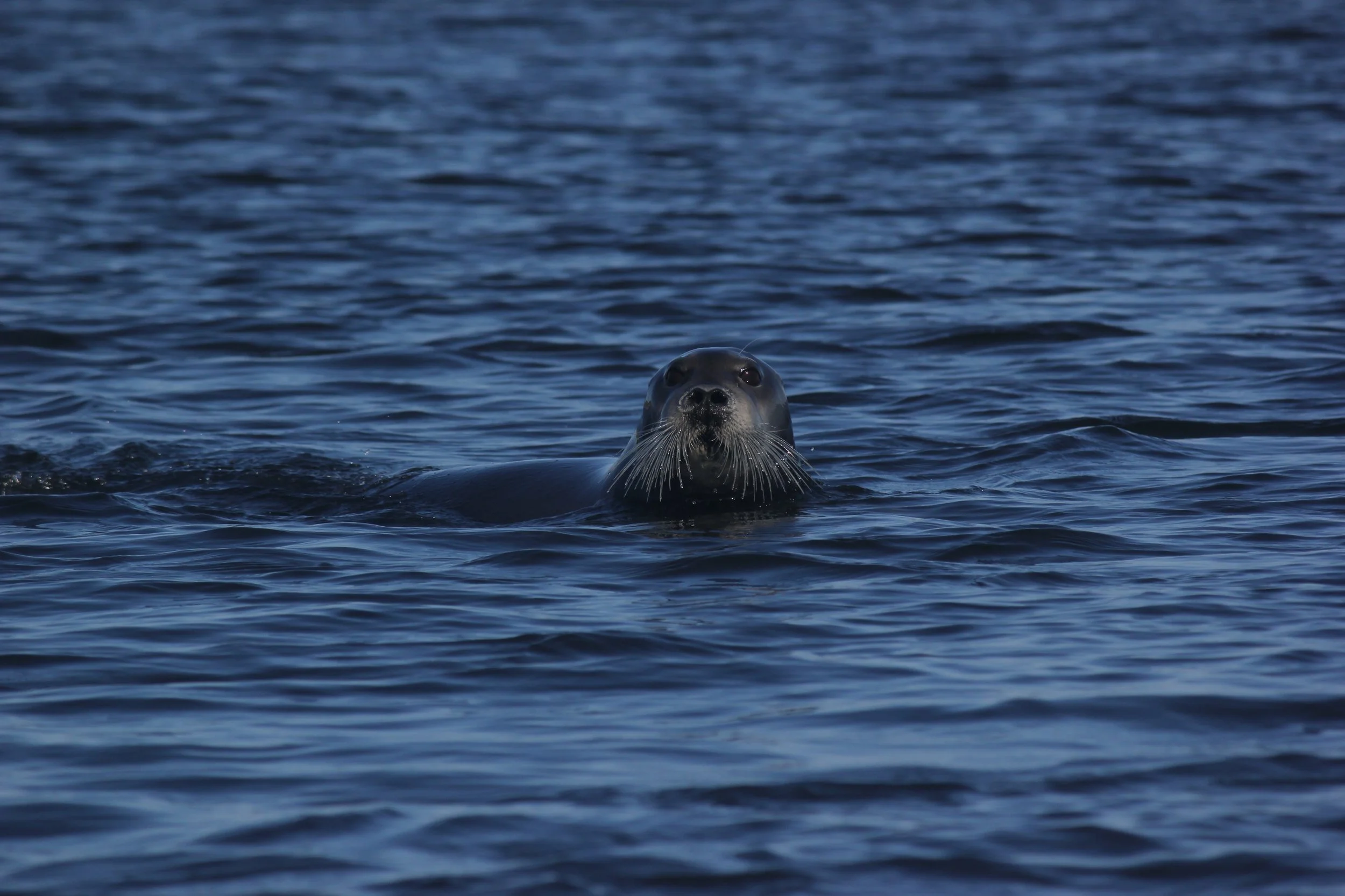 Seal, James Bay, near Wemindji, Eeyou Istchee, Québec. September 2012. Photograph by Frances Wilkins.