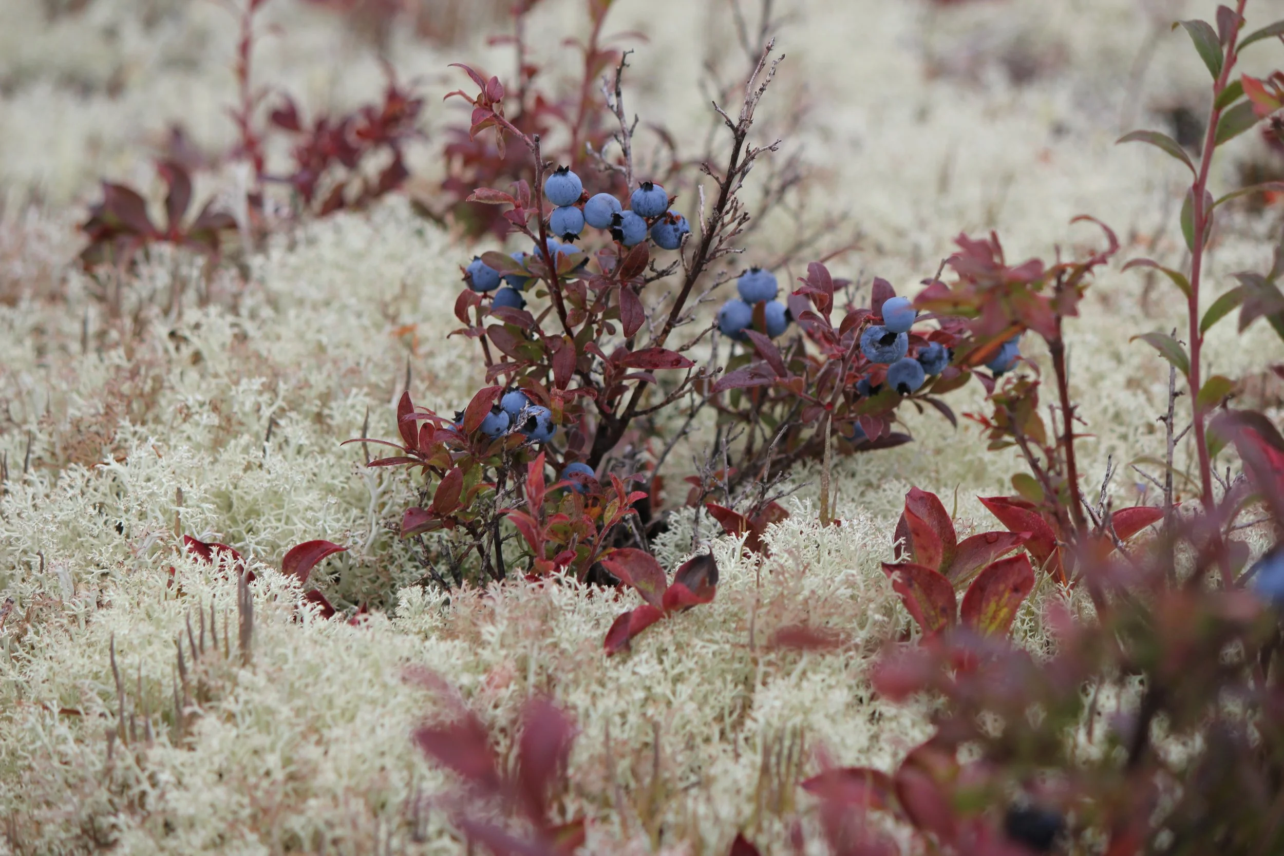 Blueberries near Wemindji, Eeyou Istchee, Québec. September 2012. Photograph by Frances Wilkins.