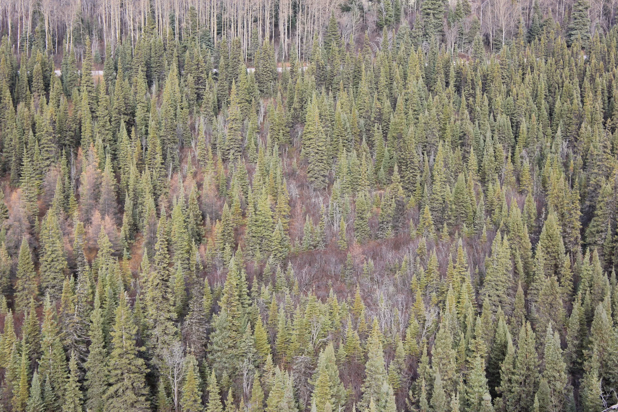 Forest near Wemindji, Eeyou Istchee, Québec. September 2012. Photograph by Frances Wilkins.