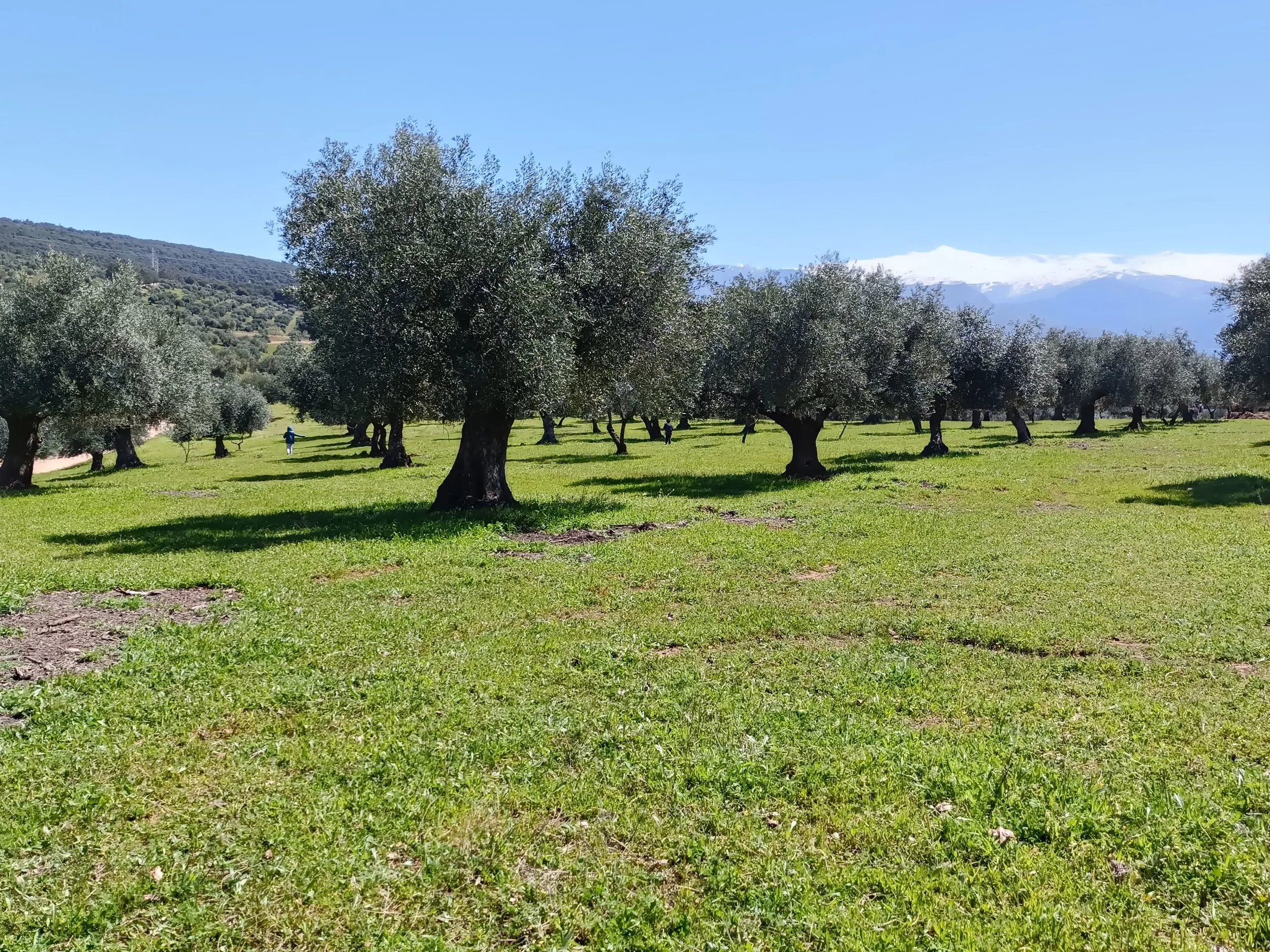 nature-contemporary art-spanish-olive trees