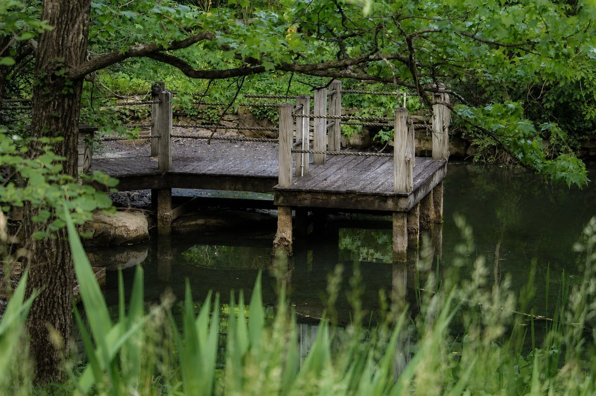 A small wooden bridge with railings, situated over a pond, surrounded by dense green foliage and trees.