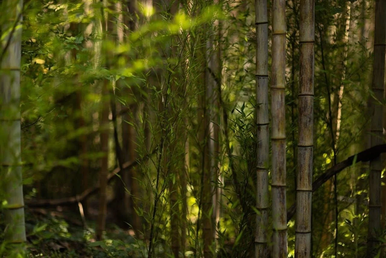 Bamboo grove with tall bamboo stalks and green leaves, sunlight filtering through the foliage.