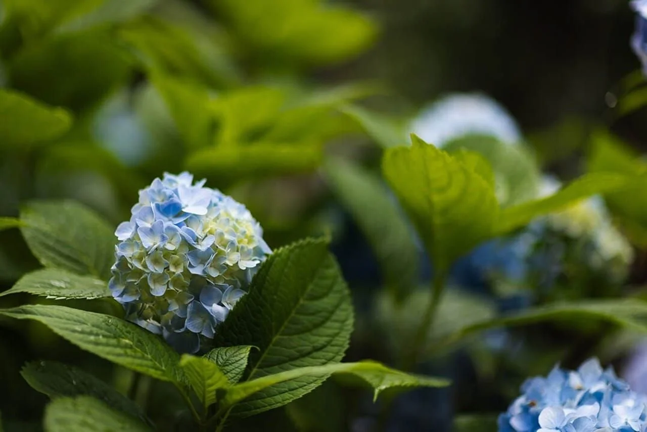 Close-up of light blue and white hydrangea flowers surrounded by green leaves