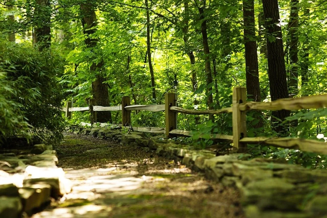 A shaded forest trail with a wooden fence on the side, surrounded by lush green trees and foliage.