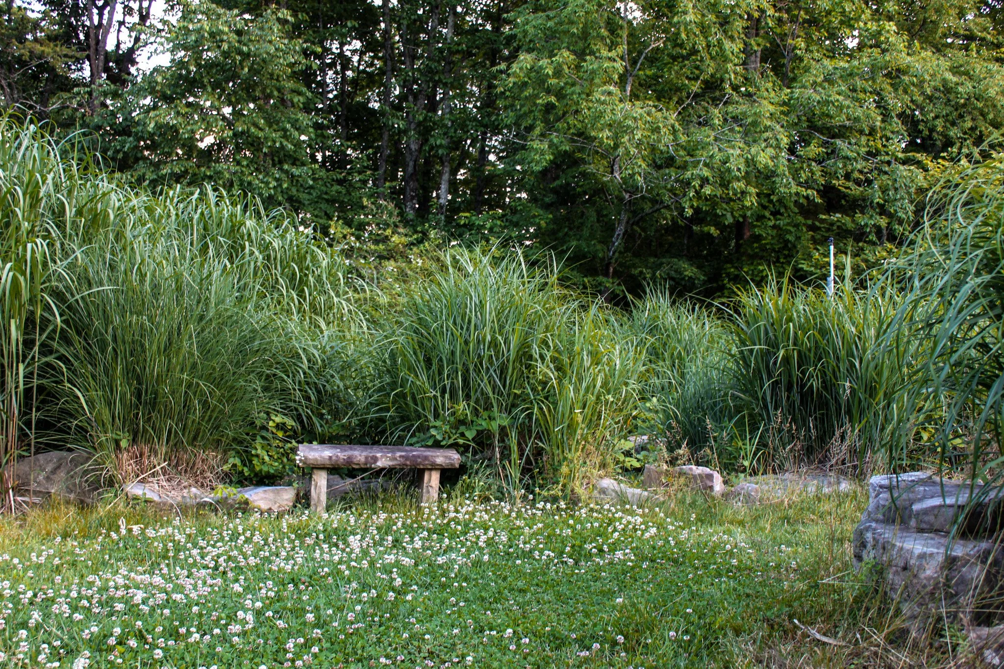 A lush garden scene with tall green grasses, a small wooden bench, trees with dense green leaves, and a grassy area with small white flowers.