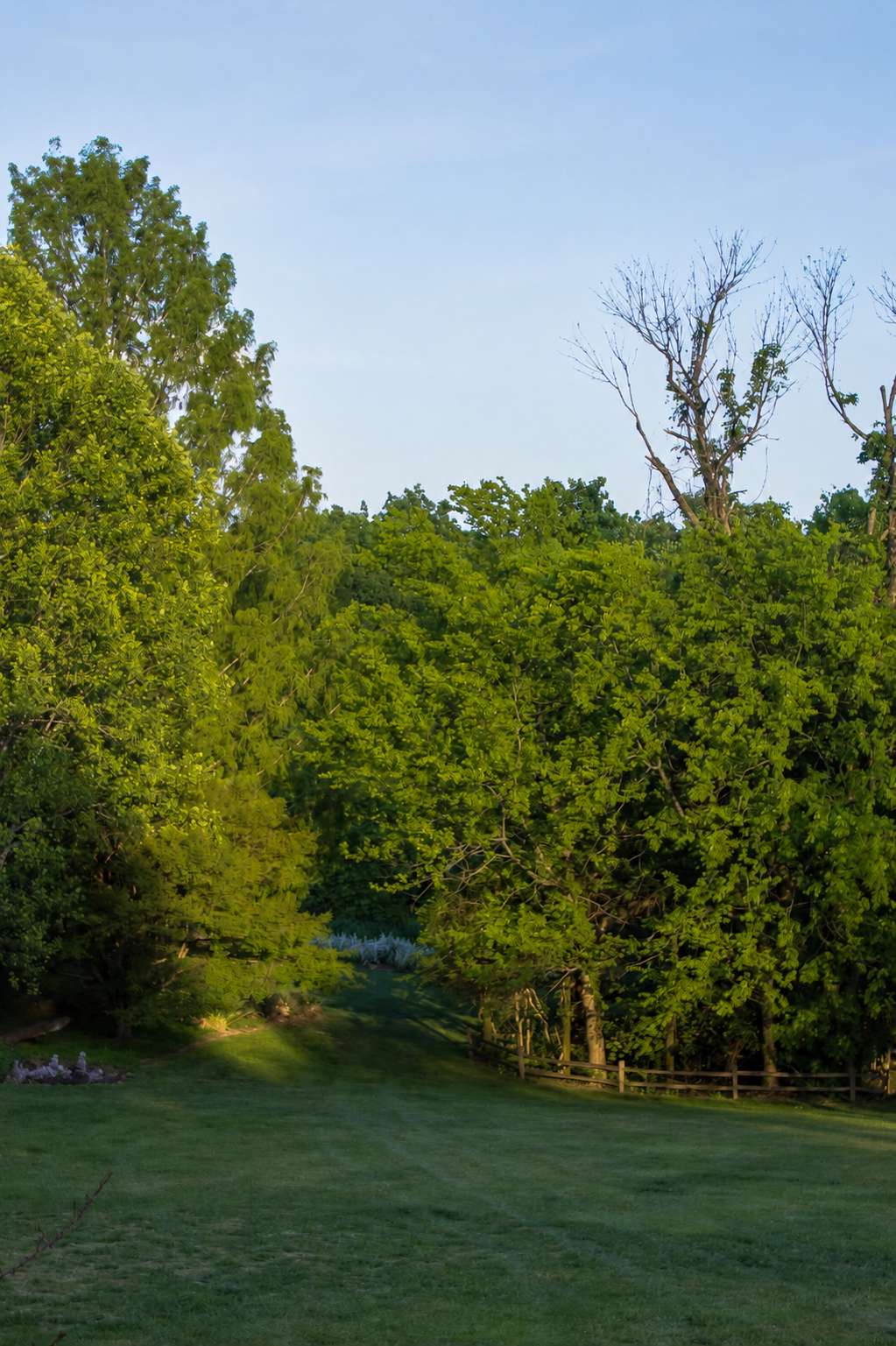 Green grassy area with dense trees and a small pathway, some trees are leafless, and the sky is clear with a soft blue hue.