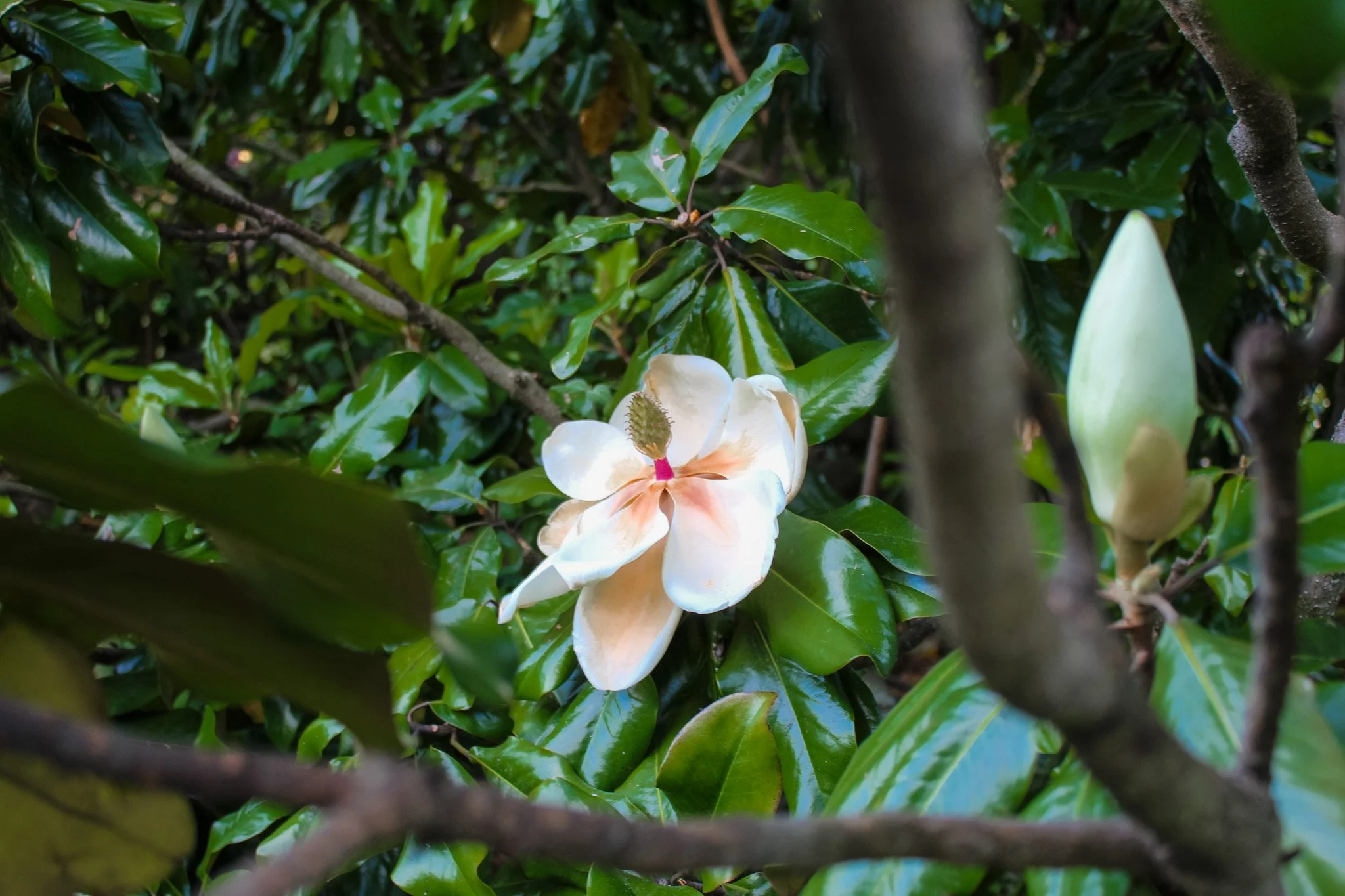 Close-up of a gardenia flower among green leaves.
