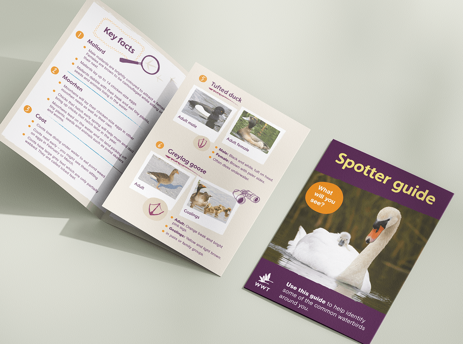 Folded pamphlet titled 'Spotter guide' with a picture of a swan and text about waterbirds, and an open brochure showing key facts and pictures of waterbirds like tufted duck, grey lag goose, and coot.