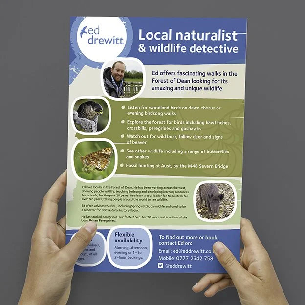 Flyer advertising Ed Drewitt as a local naturalist and wildlife detective, featuring his photo, information about wildlife walks, birdwatching, and wildlife exploration in the Forest of Dean.