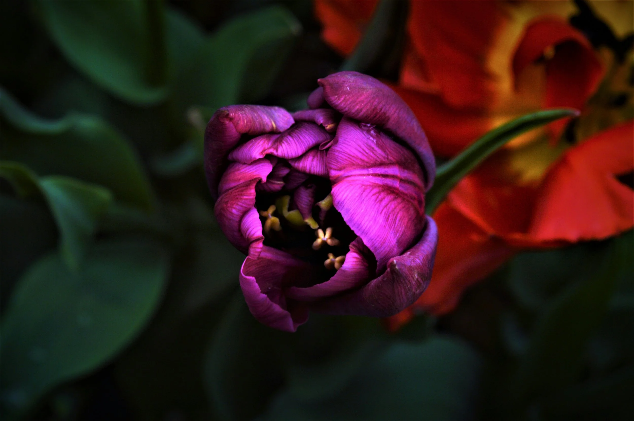 A close-up of a purple flower bud with tightly curled petals, set against a background of green leaves and hints of red and yellow flowers.