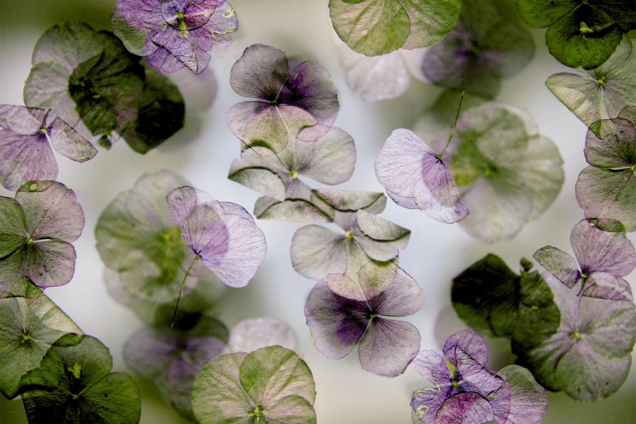 Close-up of delicate purple and green leaves, some translucent, floating against a soft, blurred background.